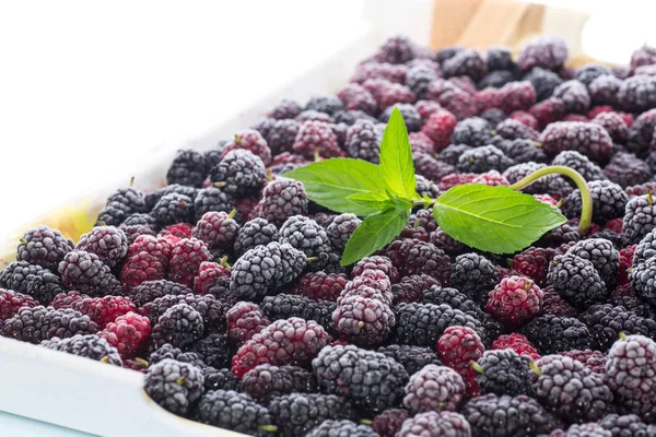 A lot of ripe frozen mulberry — Stock Photo, Image