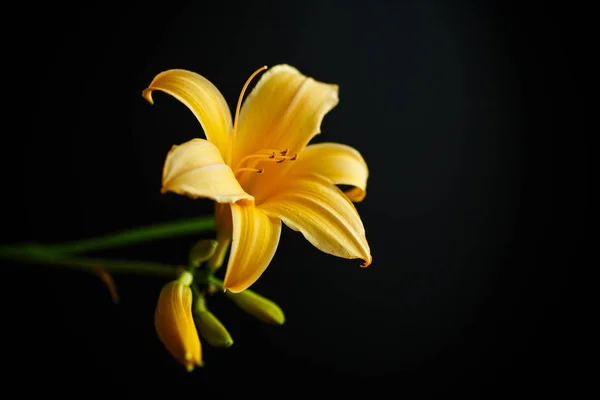 Lírio florescente bonito — Fotografia de Stock