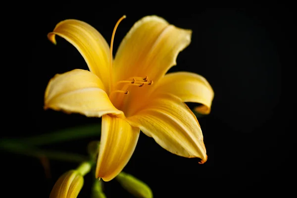 Hermoso lirio floreciente — Foto de Stock