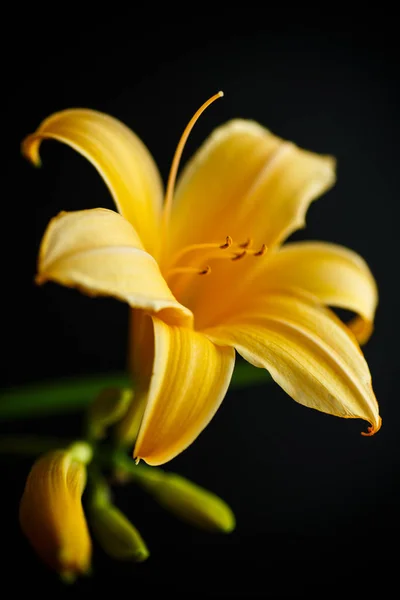 Прекрасная цветущая лилия — стоковое фото