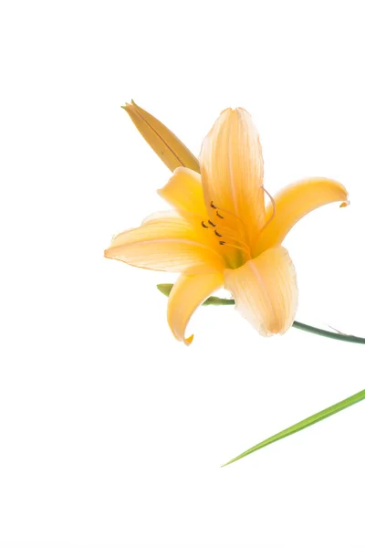 Beautiful blooming lily — Stock Photo, Image