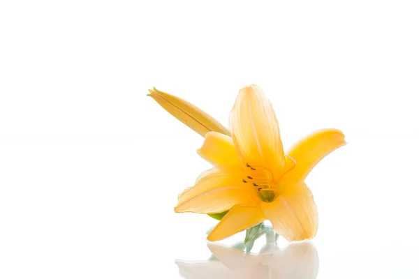 Beautiful blooming lily — Stock Photo, Image