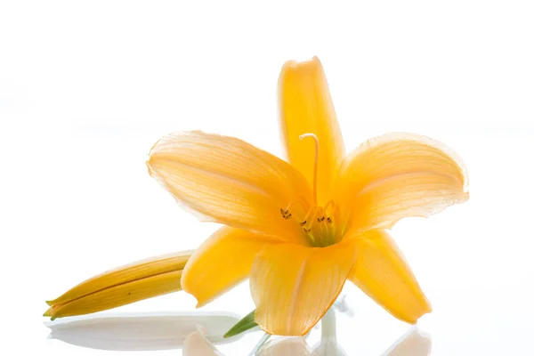 Lírio florescente bonito — Fotografia de Stock