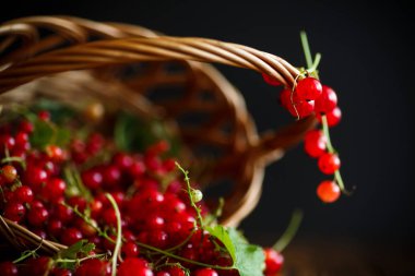 Sepette olgun kırmızı frenk üzümü