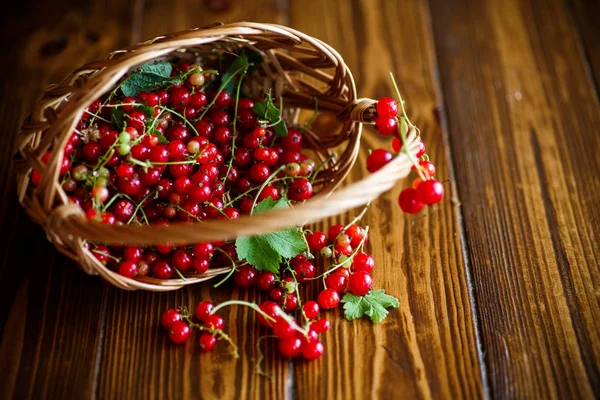 Ripe red currant in a basket — Stock Photo, Image