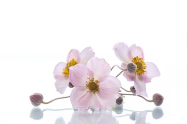 sevimli pembe çiçekler