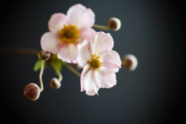 sevimli pembe çiçekler