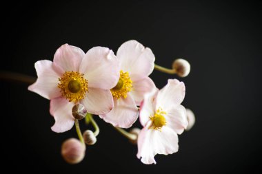 sevimli pembe çiçekler