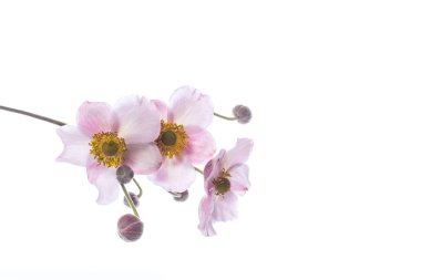 sevimli pembe çiçekler