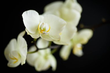 sevimli pembe çiçekler