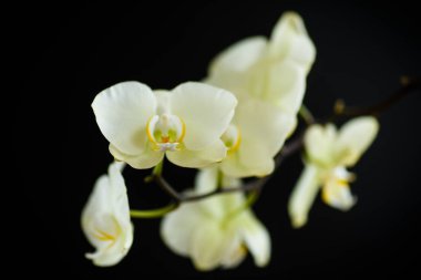 sevimli pembe çiçekler