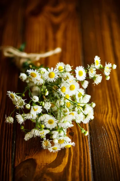 Bukett av fältet chamomiles — Stockfoto