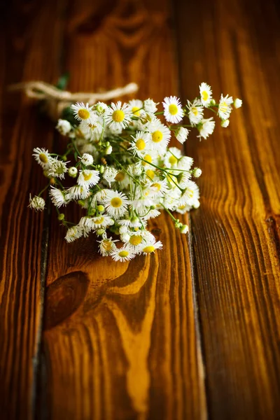 Bukett av fältet chamomiles — Stockfoto