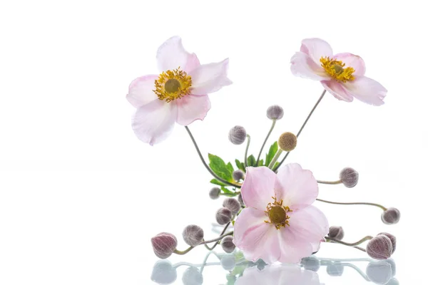 Cute pink flowers — Stock Photo, Image