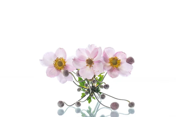 Roztomilé růžové květy — Stock fotografie