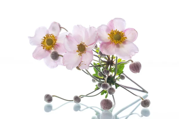 Aranyos rózsaszín virágok Jogdíjmentes Stock Képek