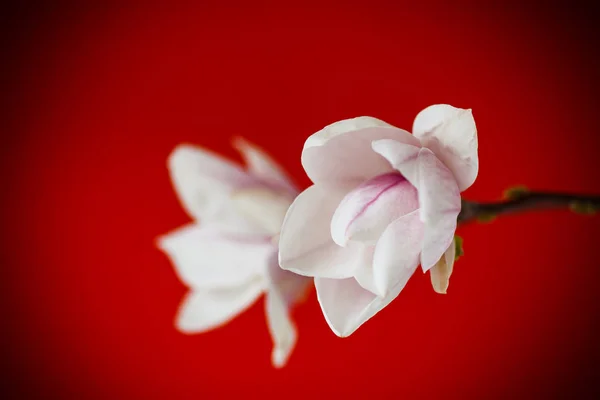 Linda flor de magnólia rosa — Fotografia de Stock