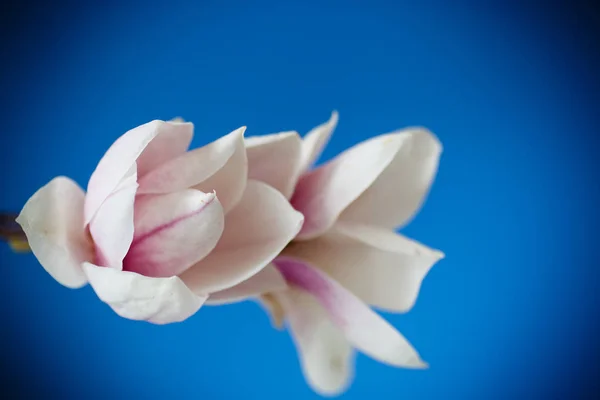 Schöne rosa Magnolienblüte — Stockfoto