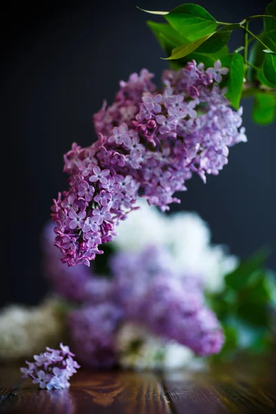 Rama de lila —  Fotos de Stock
