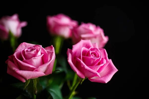Красиві рожеві троянди Ліцензійні Стокові Зображення