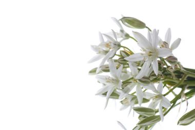 Tükürük otu umbellatum. Güzel beyaz çiçekler.