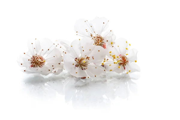 Rama de albaricoques florecientes de primavera —  Fotos de Stock