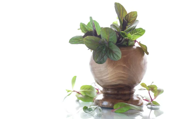 Ein Bund frische Frühlingsminze in einer Holzvase — Stockfoto