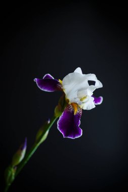 Iris çiçeği beyaz mor yaprakları ile