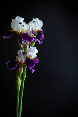 Iris çiçeği beyaz mor yaprakları ile