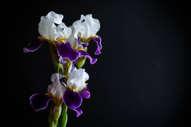 Iris çiçeği beyaz mor yaprakları ile