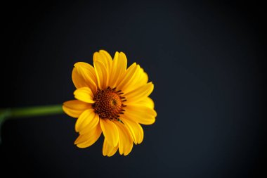 Sarı papatya buketi