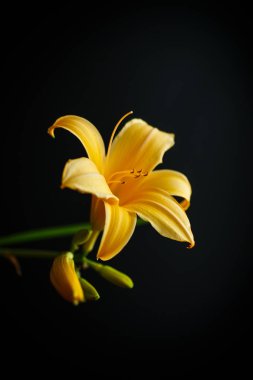 güzel çiçek açan lily