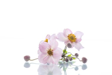 sevimli pembe çiçekler