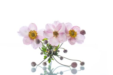 sevimli pembe çiçekler