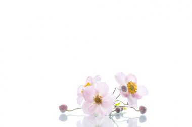 sevimli pembe çiçekler