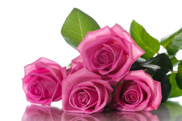 Schöne rosa Rose — Stockfoto