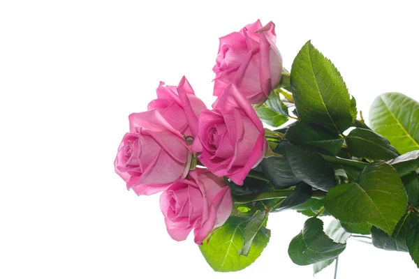 Mooie roze roos — Stockfoto