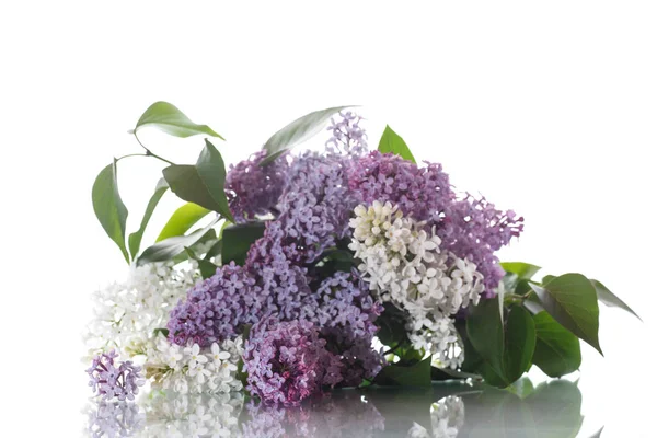 Buquê de Lilac — Fotografia de Stock