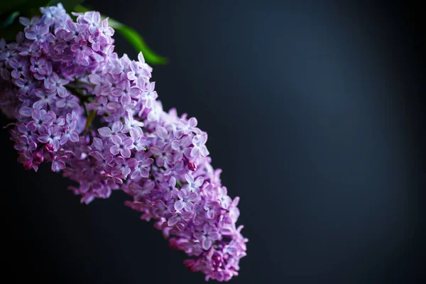 Gren av lila — Stockfoto