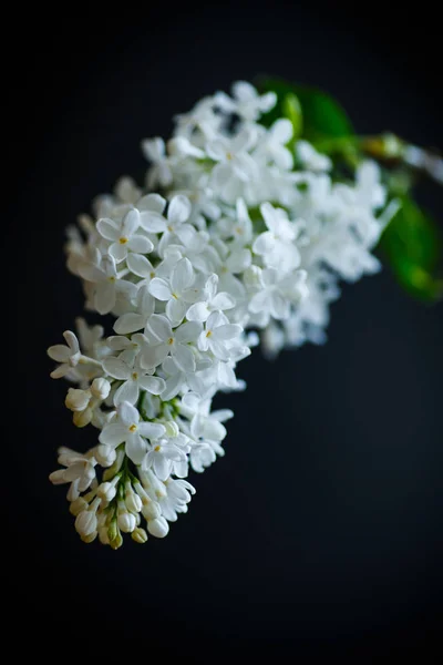 Branch of lilac — Stock Photo, Image