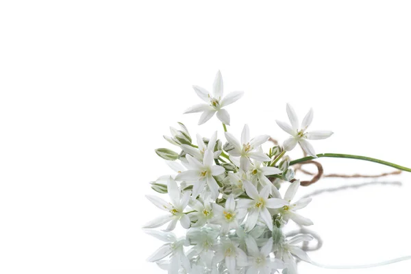 Ornithogalum umbellatum입니다. 아름 다운 흰 꽃. — 스톡 사진