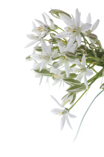 Ornithogalum umbellatum .Belles fleurs blanches . — Photo