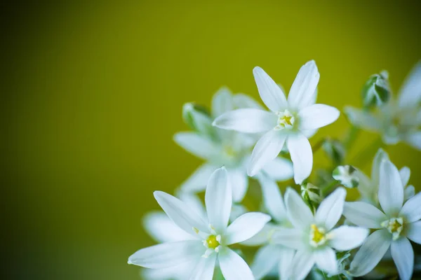 Ornithogalum umbellatum .Beautiful white flowers. — Stock Photo, Image