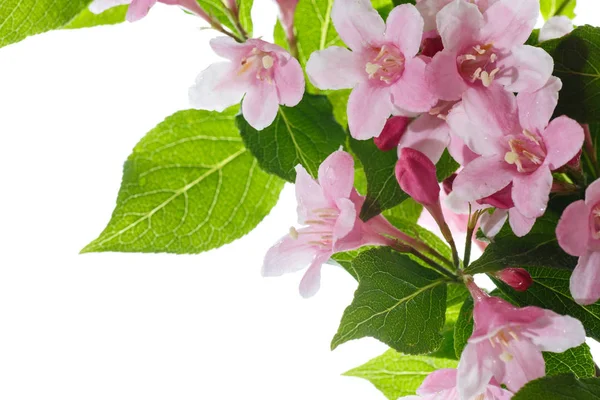 아름 다운 꽃 Weigela — 스톡 사진