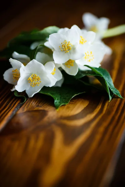 Fiore di gelsomino bianco — Foto Stock