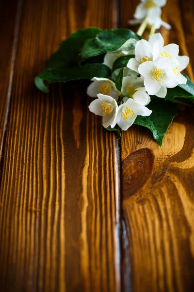 White jasmine flower — Stock Photo, Image