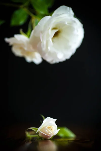 Floreciente hermosa rosa blanca — Foto de Stock