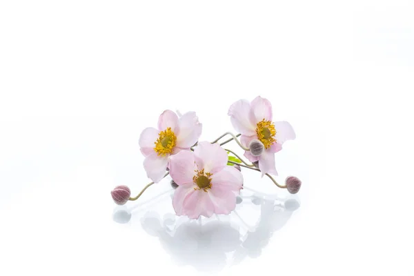 Schattige roze bloemen — Stockfoto