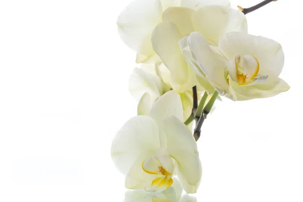 Cute pink flowers — Stock Photo, Image