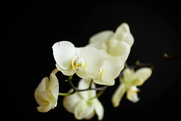 Lindo rosa flores — Foto de Stock